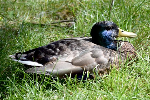Free Duck Drake photo and picture