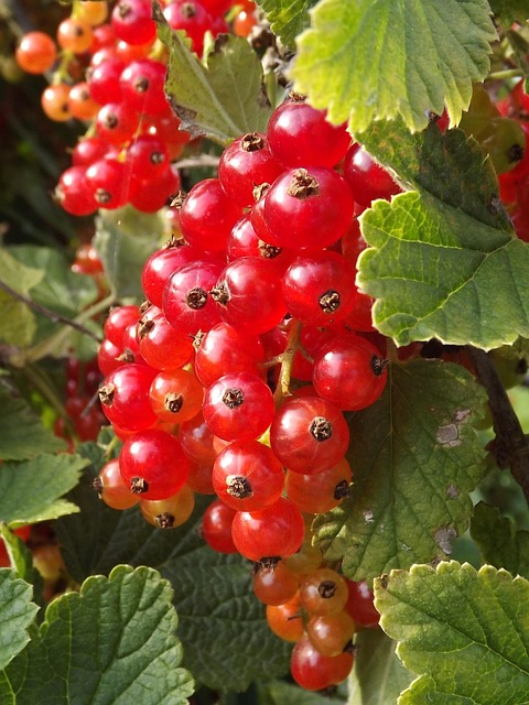 Free Currant Berry photo and picture