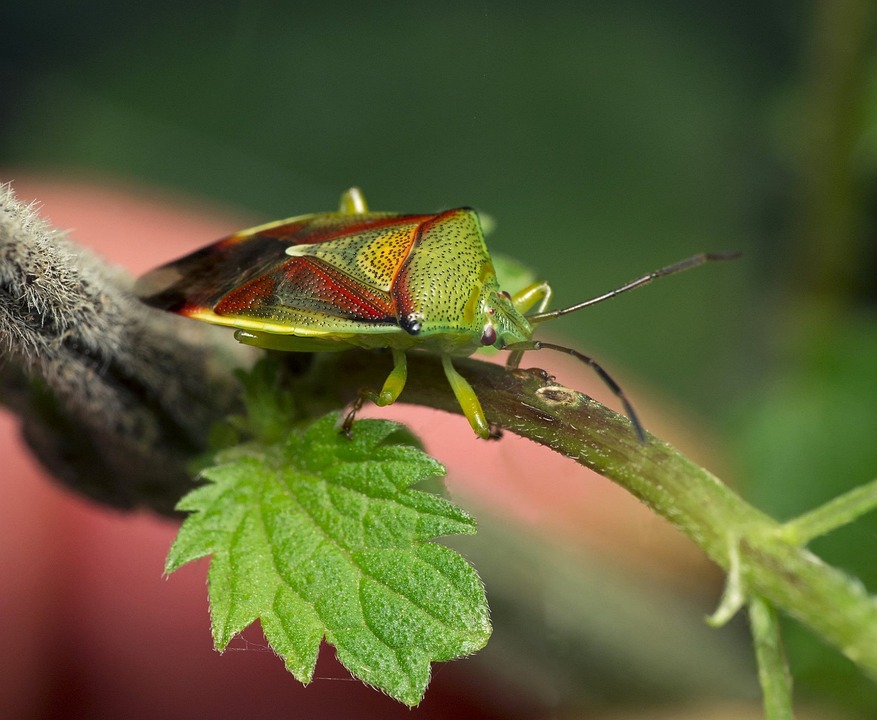 Insect Nature Wildlife - Free photo on Pixabay - Pixabay