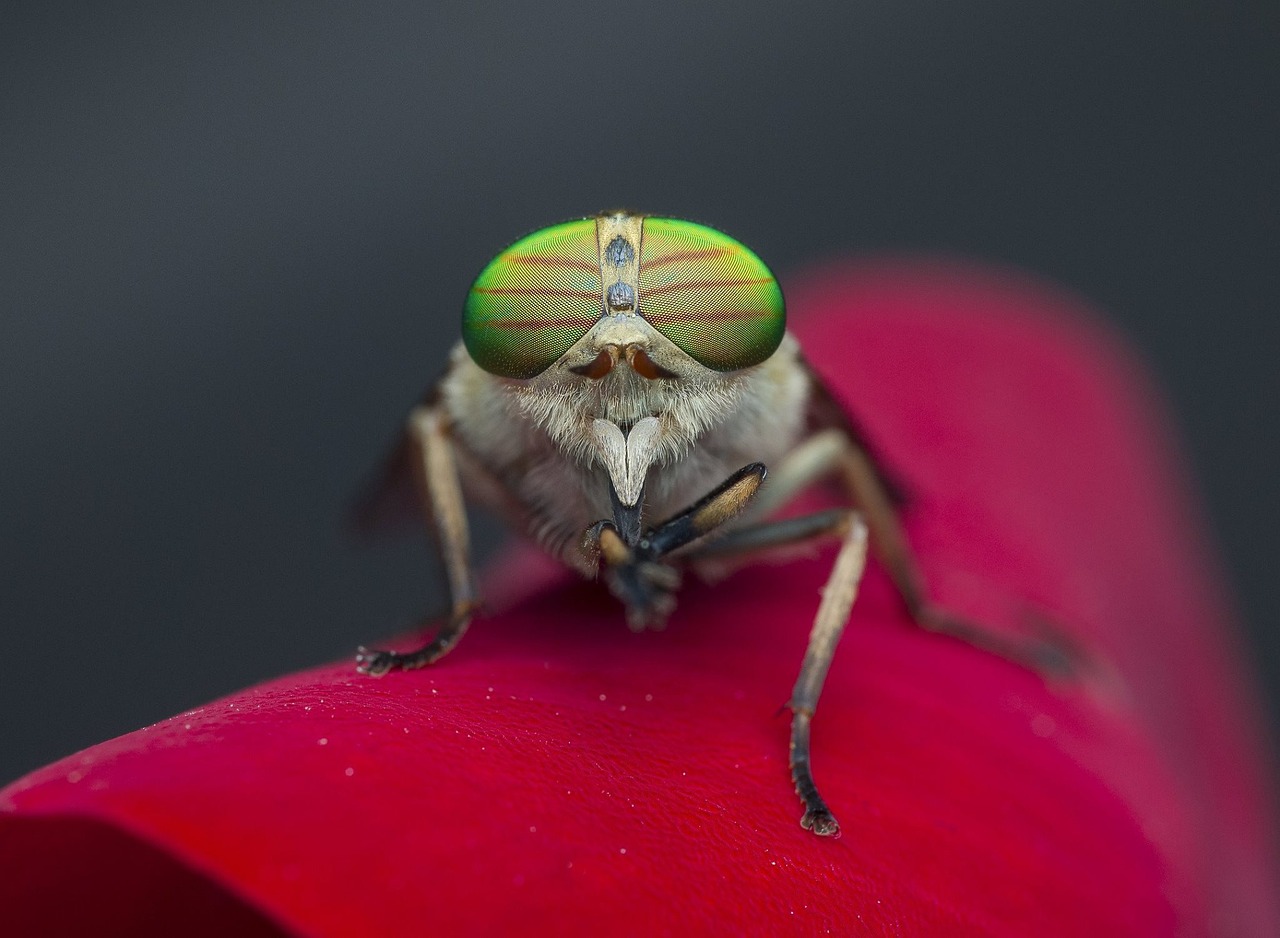 Free Images Nature Female Insect Fauna Invertebrate Close Up
