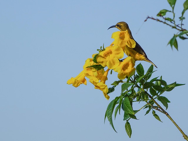 Free Sunbird Yellow Bird photo and picture