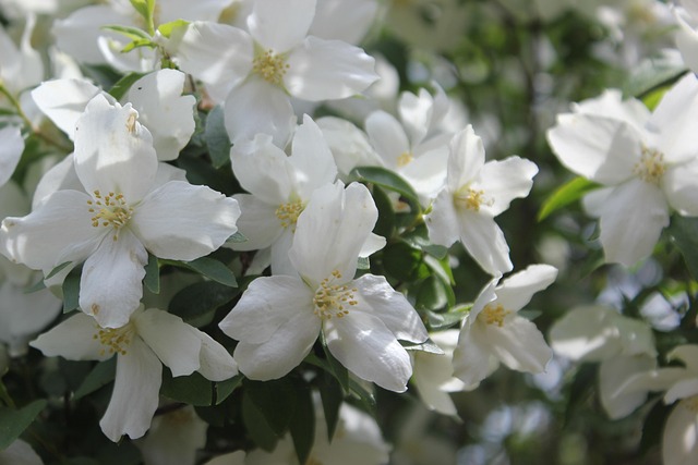 Free Flower Flora photo and picture