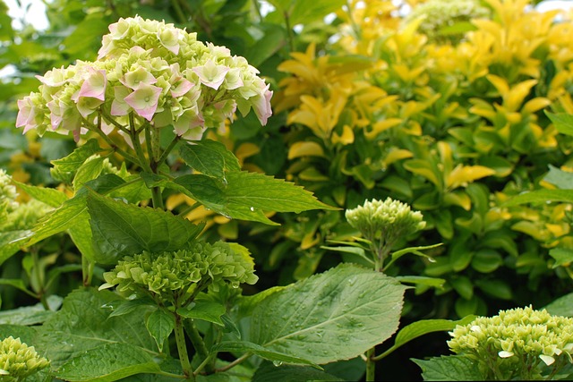 Free Nature Flower photo and picture