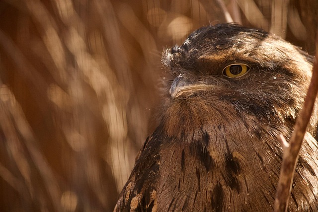 Natur, Vogel, Tierwelt, Porträt, Wild