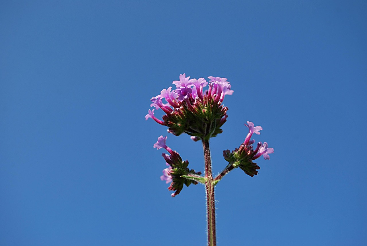 kukka-verbena-patago-ska-ilmainen-valokuva-pixabayssa-pixabay