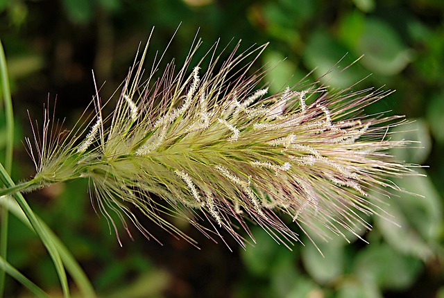 Free Rozplenica Hairy One Grass photo and picture