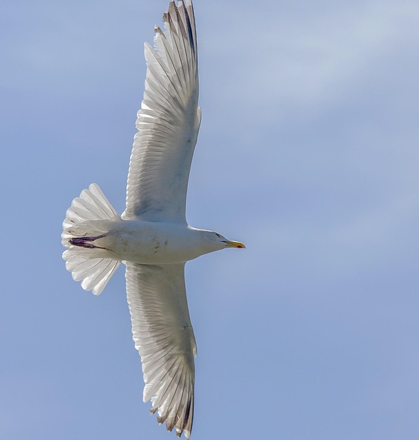 Free Bird Seagulls photo and picture