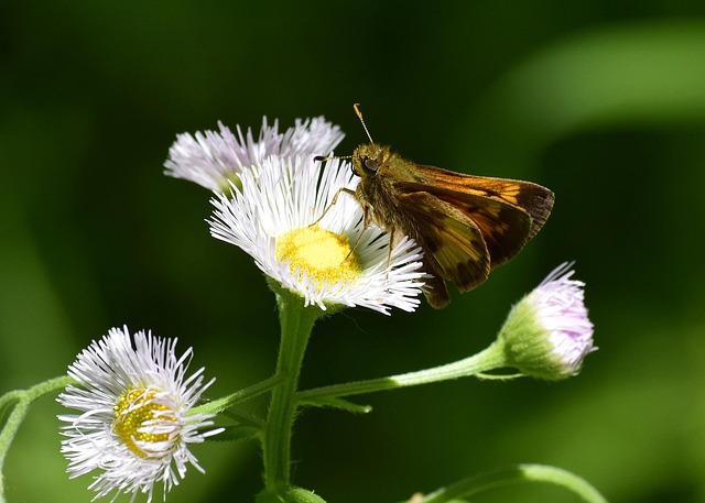 Free Nature Beautiful Flowers photo and picture