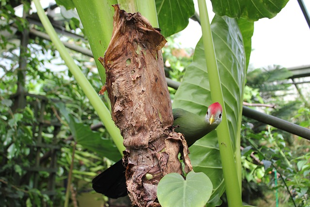 Free Nature Leaf photo and picture
