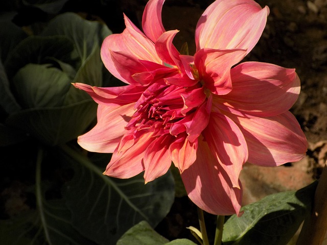 Free Flower Nature photo and picture