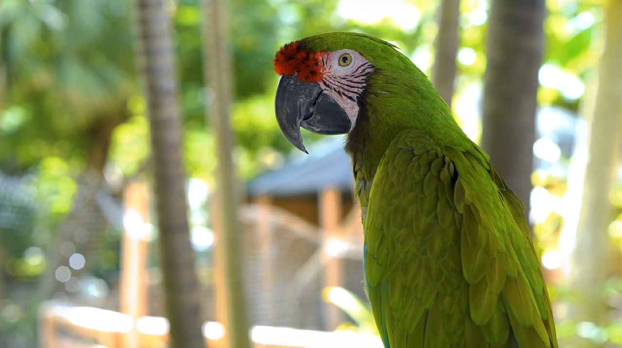 Parrot Nature Animal - Free photo on Pixabay - Pixabay