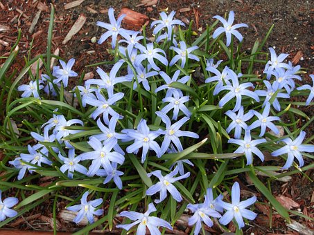 Natureza, Flor, Plantar, Frescor