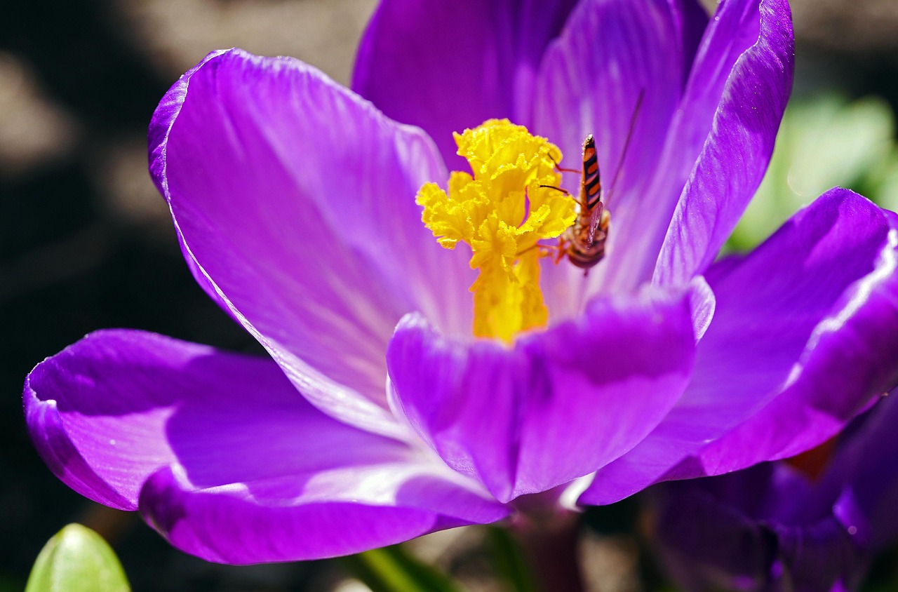 Crocus - free online jigsaw puzzle photo