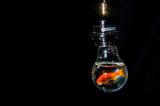 Free Bulb Light photo and picture