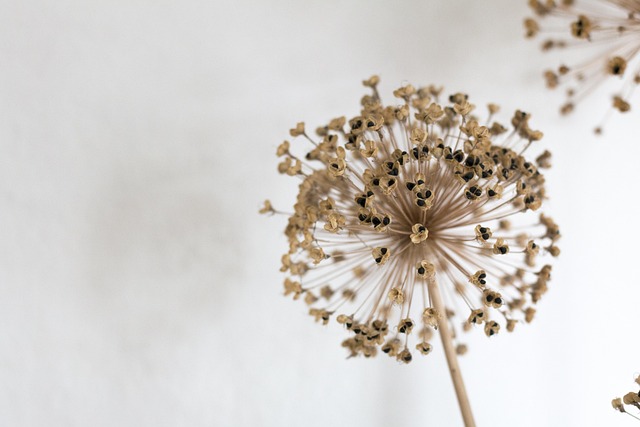 Free Nature Flower photo and picture