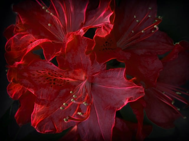 Free color red fractalius illustration