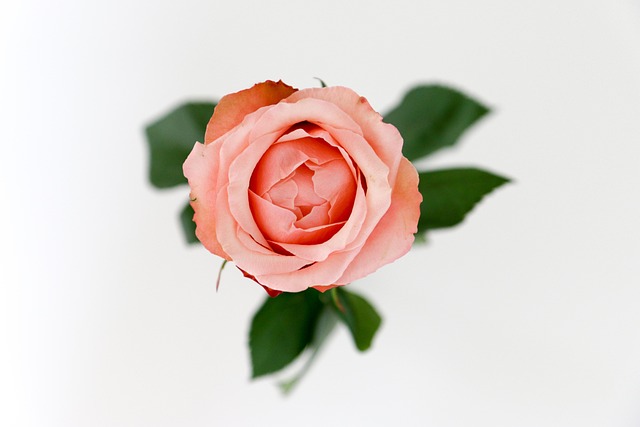 Free Rose Beautiful Flowers photo and picture