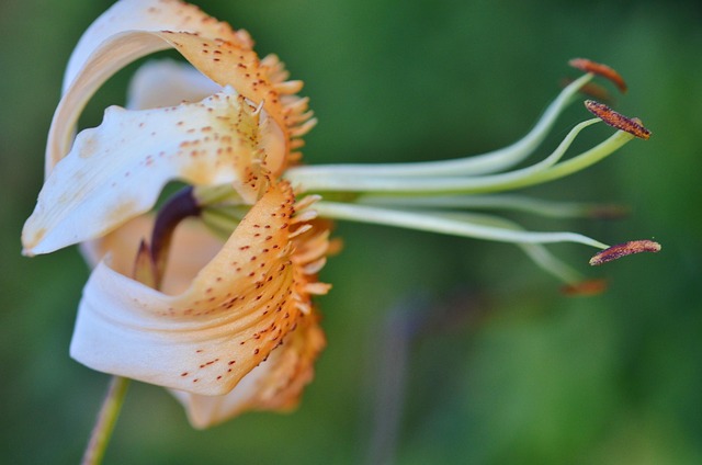 Nature Flower Flora - Free photo on Pixabay