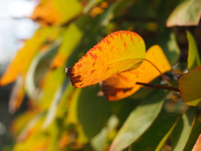 Free Nature Fall photo and picture