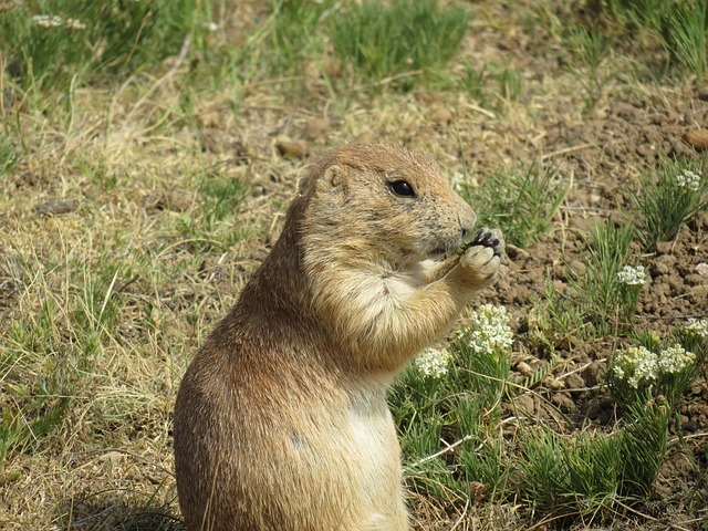 Free Prairie Dog Rodent photo and picture