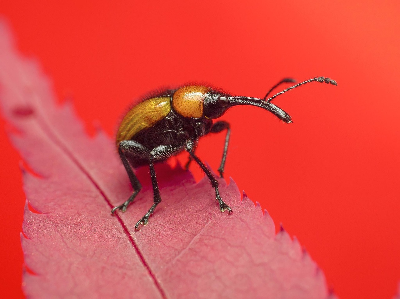 Insecto Animal Naturaleza Fauna - Foto gratis en Pixabay - Pixabay
