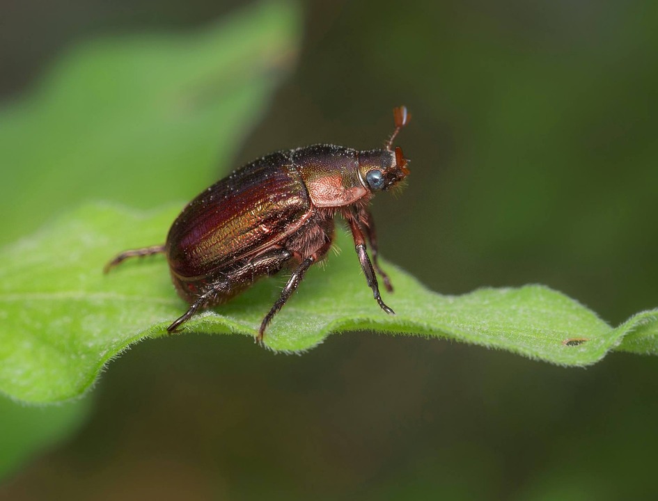 Invertebrate Nature Insect - Free photo on Pixabay