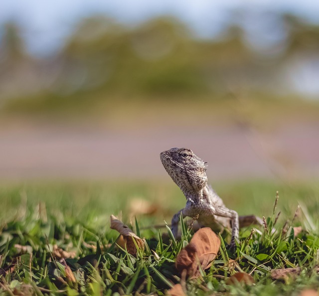 Free Wildlife Nature photo and picture