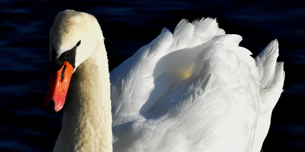 Cisne Pássaro Aquático Natureza - Foto gratuita no Pixabay - Pixabay