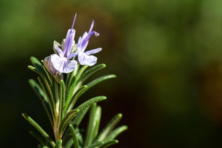 100以上の無料rosemary Flowers ローズマリー画像