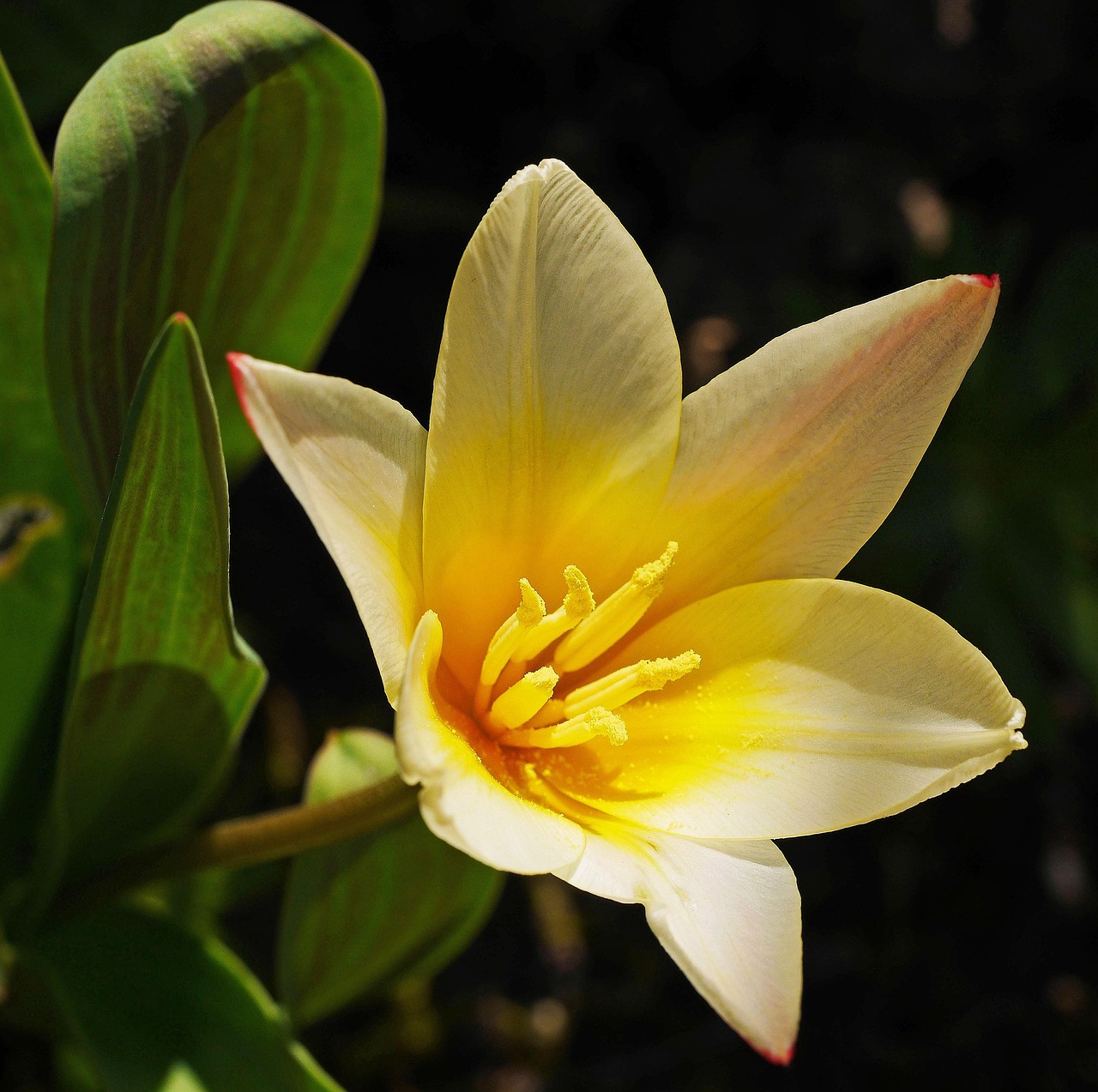 Dwarf Tulip - free online jigsaw puzzle photo
