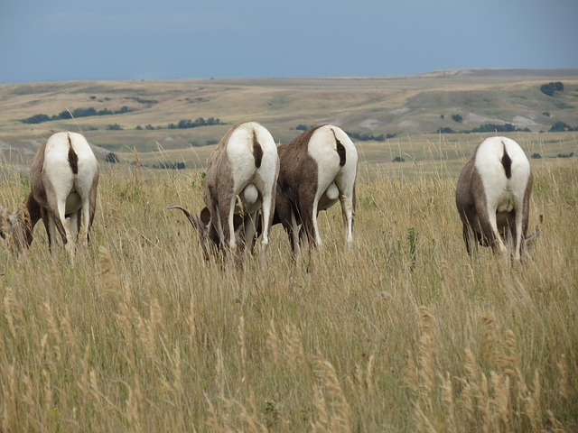 Free Bighorn Sheep Meadow photo and picture