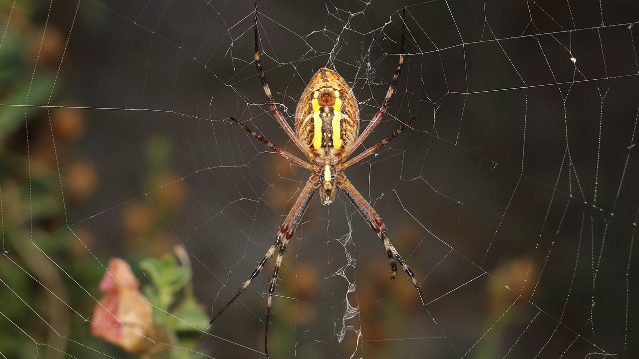 spider, web, a spider-like insect, insect, trap