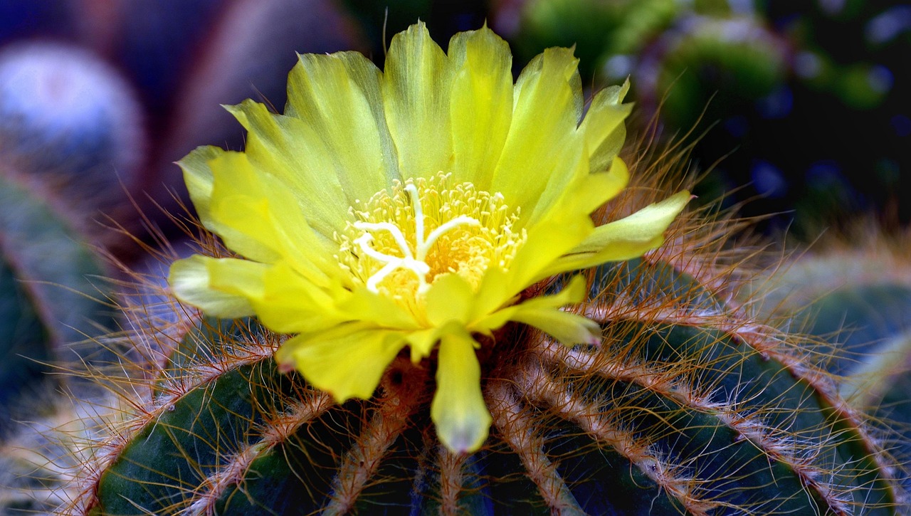 Kaktus Kakteen Blume - Kostenloses Foto auf Pixabay