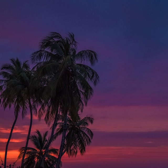 Free Palm Tropical photo and picture