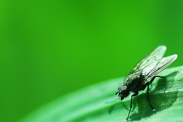 Insekt, Natur, Blad, Flyve