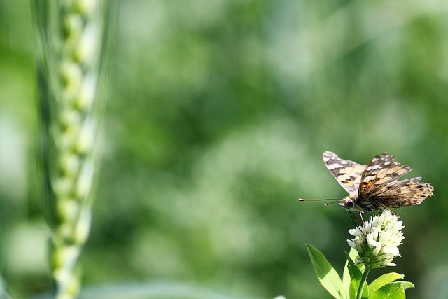 Natur, Udendørs, Blad, Sommer, Flora