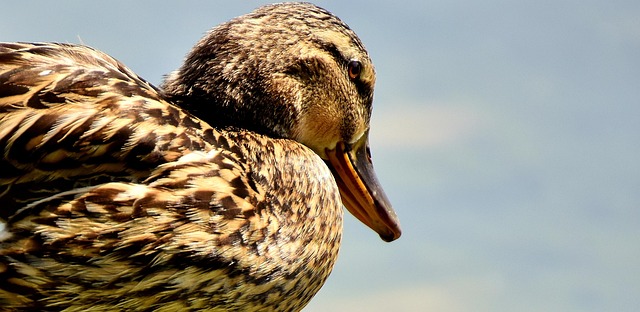 Pato Picture Pato Real Multicolor Ave - Foto gratis en Pixabay - Pixabay
