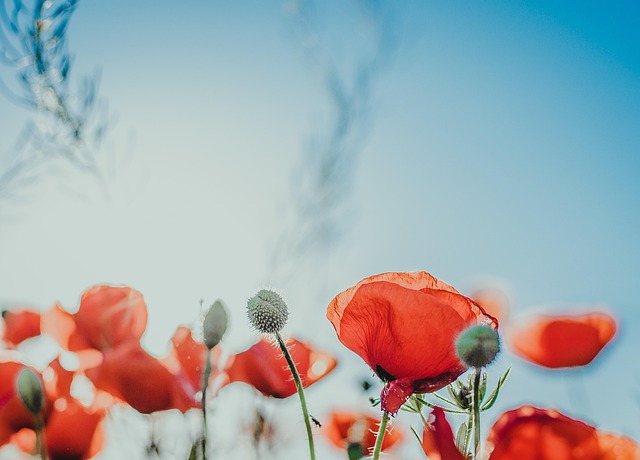 Free Flower Nature photo and picture
