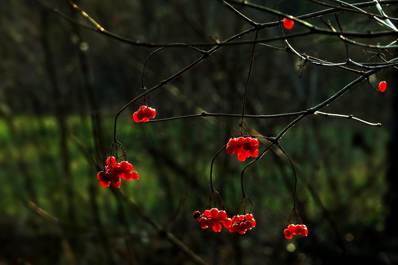 Baies Rouges Autumn La Nature Arbre Baies Rouges - Photo gratuite sur Pixabay - Pixabay