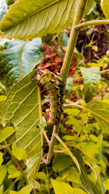 Free Leaf Nature photo and picture