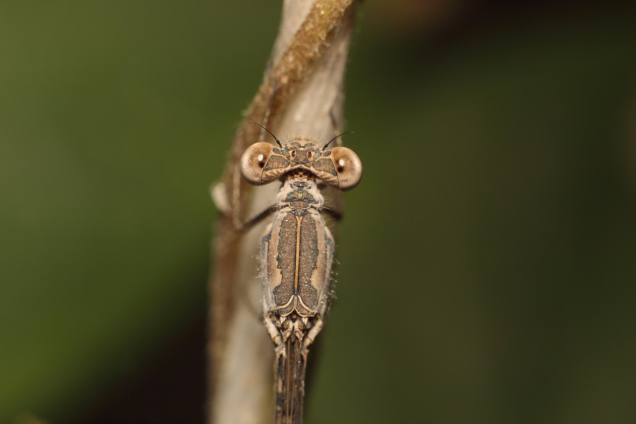 Non Invasive Insect Insect Nature No One - Free photo on Pixabay