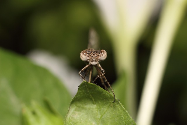 Nature Sheet Insect - Free photo on Pixabay