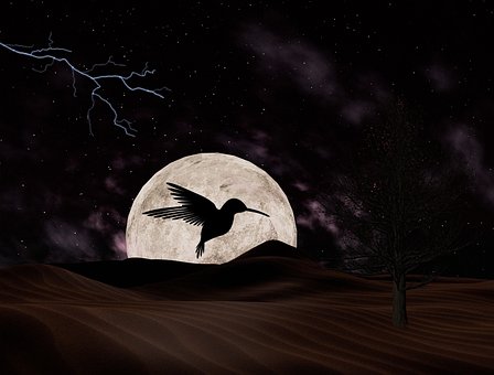 Luna, Pájaro, Noche, Cielo Luna, Silueta