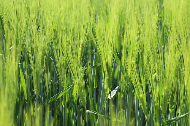 Free Grain Wheat photo and picture