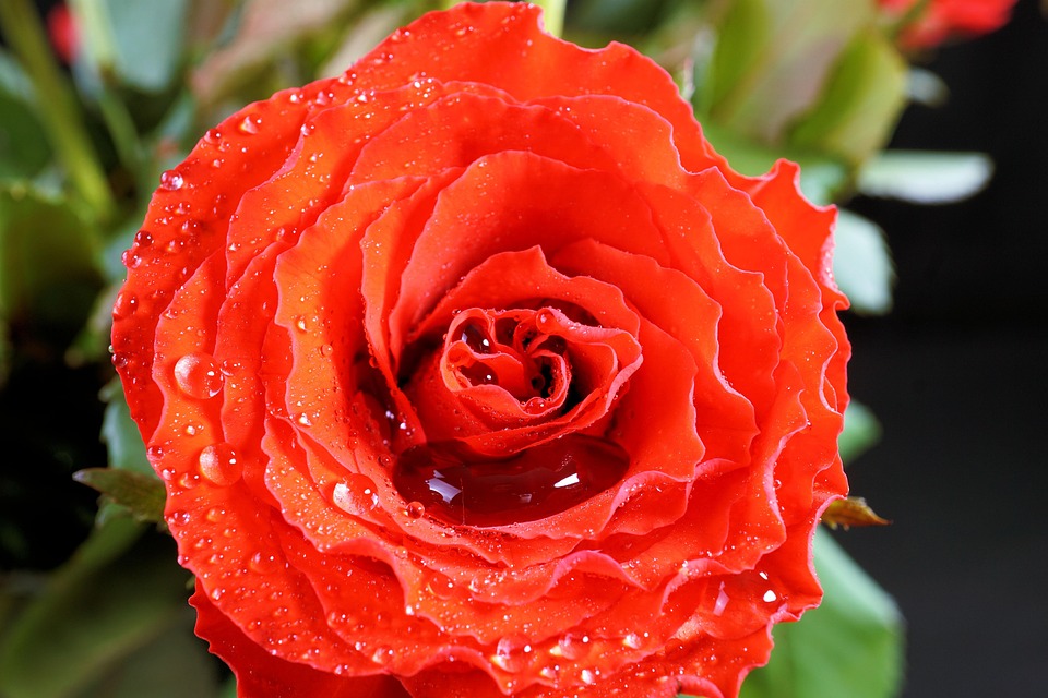 Día De San Valentín, Rosa, Amor, Rojo, Flor, Noble