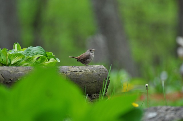 Free Nature Outdoors photo and picture