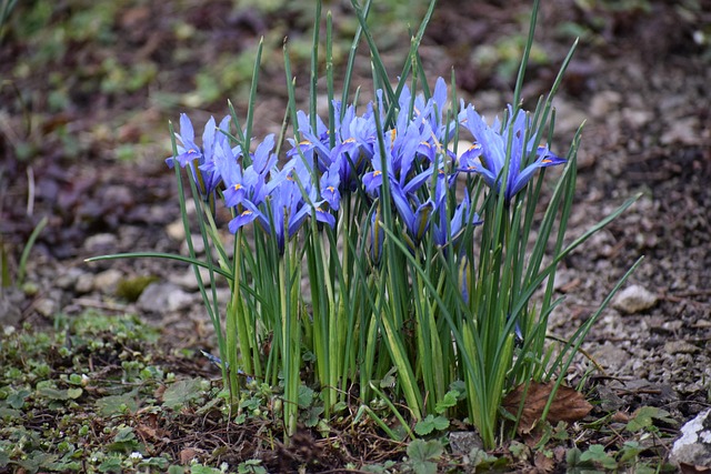 Iris, Natur, Flora, Blume, Jahreszeit