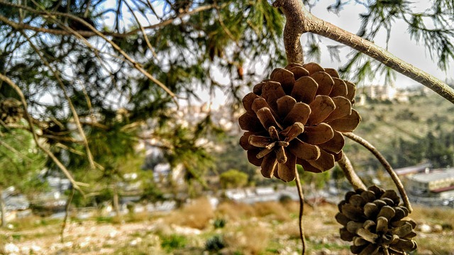 Free Nature Tree photo and picture