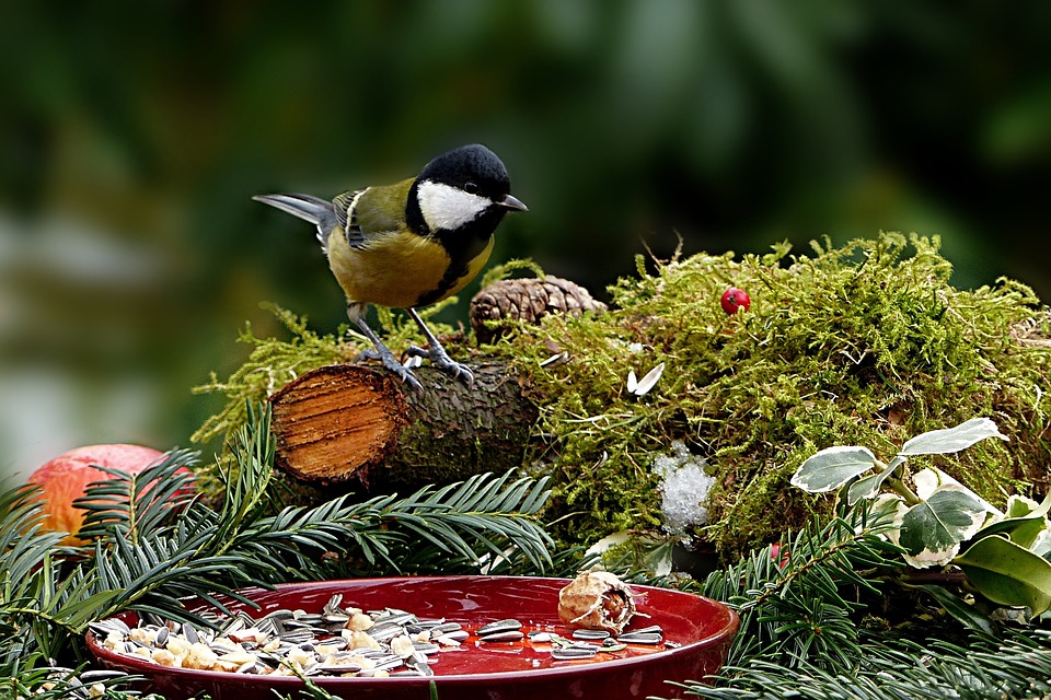 Natur, Vogel, Meise, Kohlmeise, Parus Major, Singvogel