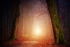 Nature, Forest, Trees, Light, Sun